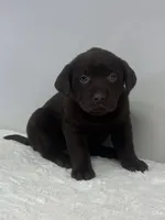 Willow, a male Labrador Retriever for sale in Accident, MD – Photo 1 of 4