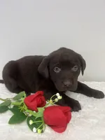 Willow, a male Labrador Retriever for sale in Accident, MD – Photo 2 of 4