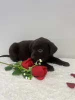 Willow, a male Labrador Retriever for sale in Accident, MD – Photo 4 of 4