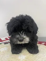 Charlie, a male Aussiedoodle and Poodle - Miniature  for sale in Accident, MD – Photo 2 of 7