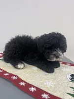 Charlie, a male Aussiedoodle and Poodle - Miniature  for sale in Accident, MD – Photo 5 of 7