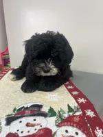 Charlie, a male Aussiedoodle and Poodle - Miniature  for sale in Accident, MD – Photo 7 of 7