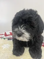 Charlie, a male Aussiedoodle and Poodle - Miniature  for sale in Accident, MD – Photo 6 of 7