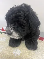 Charlie, a male Aussiedoodle and Poodle - Miniature  for sale in Accident, MD – Photo 4 of 7