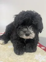 Charlie, a male Aussiedoodle and Poodle - Miniature  for sale in Accident, MD – Photo 3 of 7