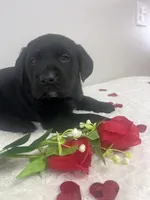 Ace, a male Labrador Retriever for sale in Accident, MD – Photo 5 of 5