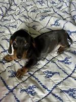 Rubble (ticking/roaning pattern) , a male Miniature Dachshund for sale in Wasco, CA – 5 of 6