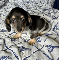 Preston (TINY) long hair, a male Miniature Dachshund for sale in Wasco, CA – 5 of 5