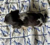 Preston (TINY) long hair, a male Miniature Dachshund for sale in Wasco, CA – 4 of 5