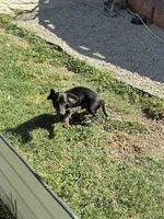 Rubble, a male Miniature Dachshund for sale in Wasco, CA – 4 of 9