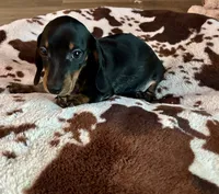 Rubble (roan), a male Miniature Dachshund for sale in Wasco, CA – 6 of 7