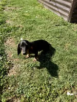 Rubble, a male Miniature Dachshund for sale in Wasco, CA – 8 of 9