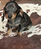 Rubble (roan), a male Miniature Dachshund for sale in Wasco, CA – 4 of 7