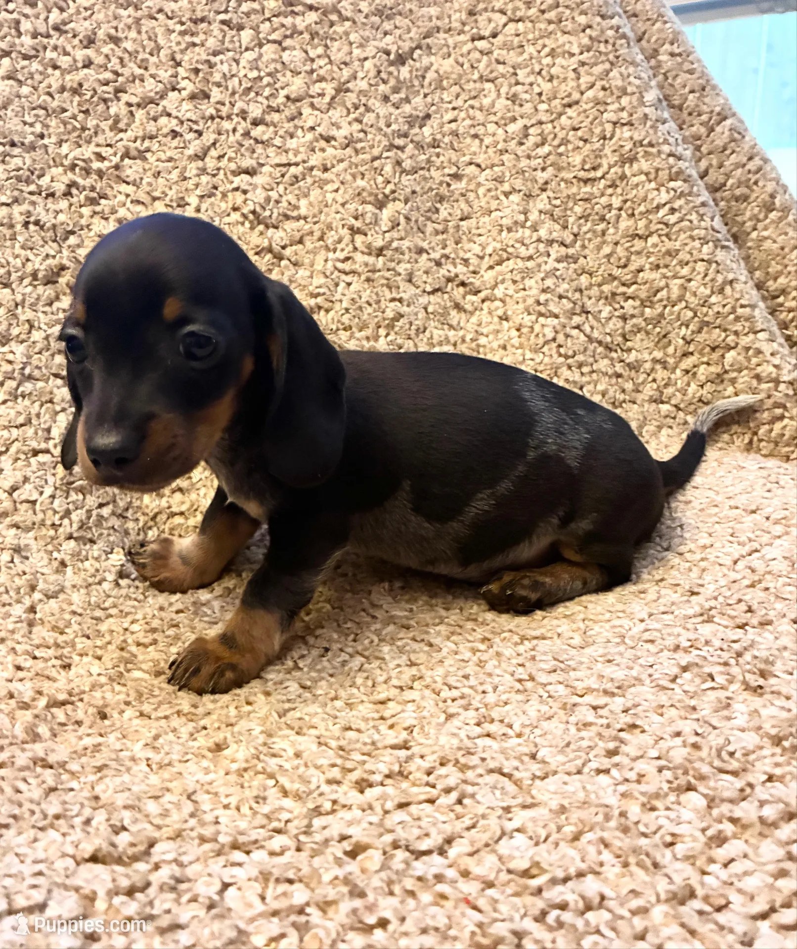 Benny (Extreme Ticking/ Roaning Pattern), a male Miniature Dachshund for sale in Wasco, CA – 2 of 9