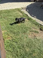 Rubble, a male Miniature Dachshund for sale in Wasco, CA – 3 of 9