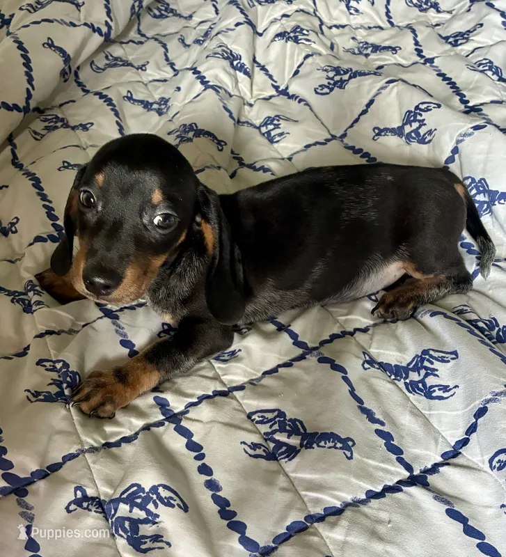 Rubble (ticking/roaning pattern)  – Miniature Dachshund puppy for sale in Wasco, CA