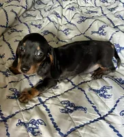 Rubble (ticking/roaning pattern) , a male Miniature Dachshund for sale in Wasco, CA – 4 of 6