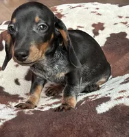 Rubble (roan), a male Miniature Dachshund for sale in Wasco, CA – 2 of 7