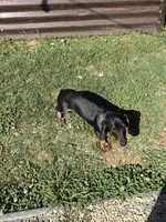 Rubble, a male Miniature Dachshund for sale in Wasco, CA – 6 of 9