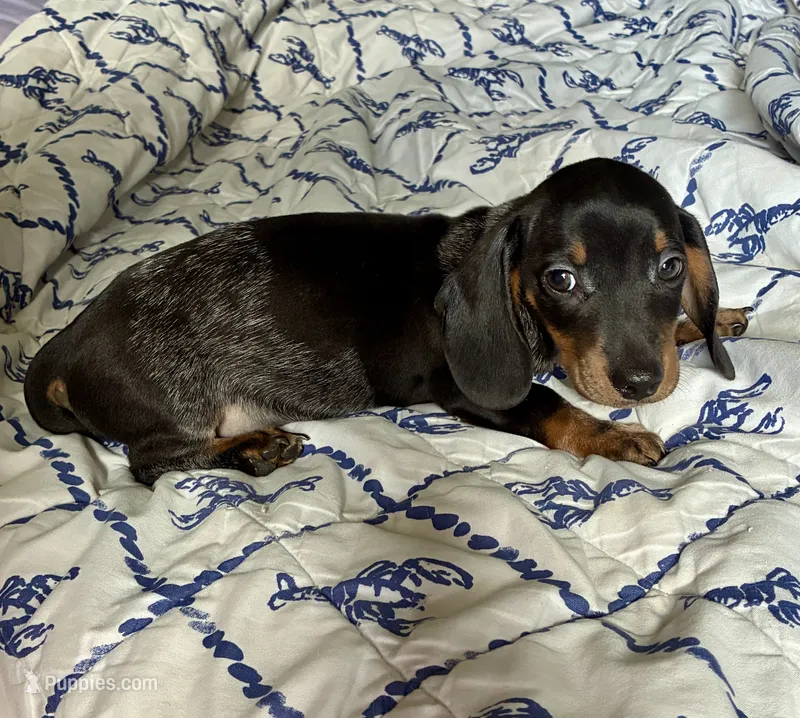 Rubble (ticking/roaning pattern)  – Miniature Dachshund puppy for sale in Wasco, CA