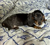 Rubble (ticking/roaning pattern) , a male Miniature Dachshund for sale in Wasco, CA – 1 of 6