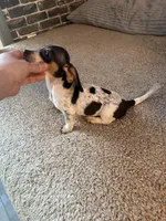 Lilly, a female Miniature Dachshund for sale in Wasco, CA – Photo 2 of 4