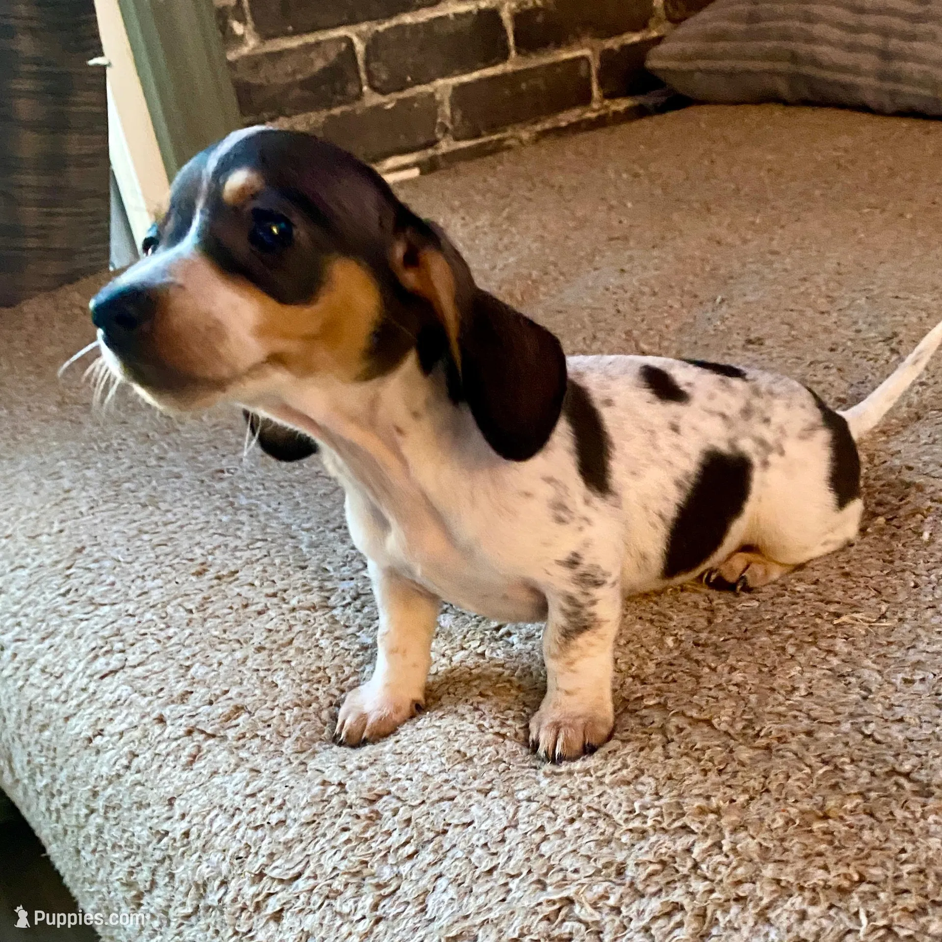 Lilly – Miniature Dachshund puppy for sale in Wasco, CA