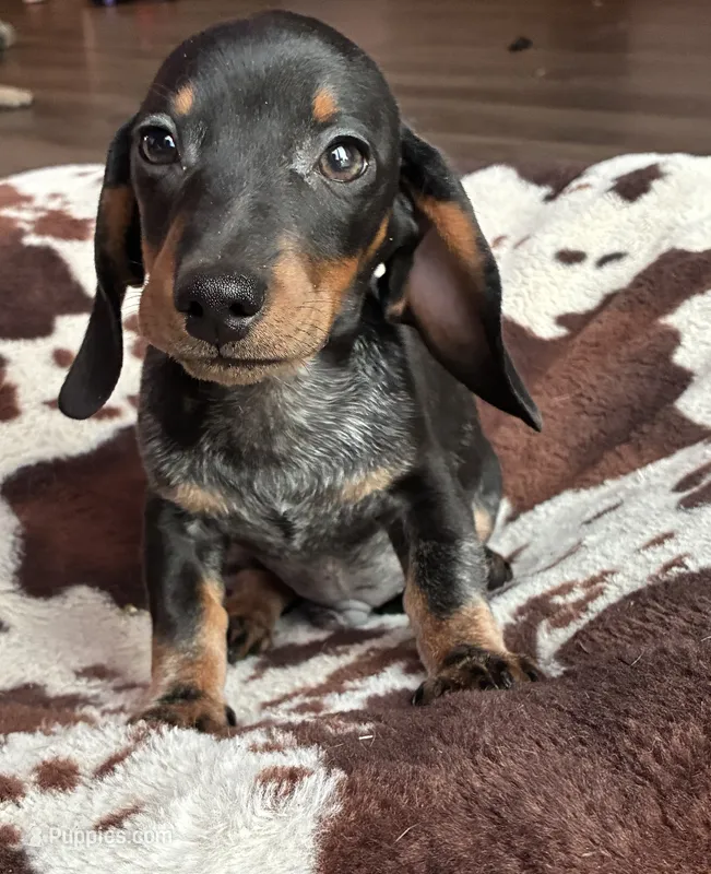 Rubble (roan) – Miniature Dachshund puppy for sale in Wasco, CA