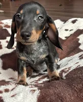 Rubble (roan), a male Miniature Dachshund for sale in Wasco, CA – 1 of 7