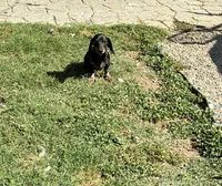Rubble, a male Miniature Dachshund for sale in Wasco, CA – 5 of 9