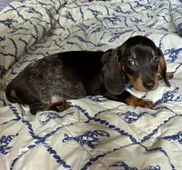 Rubble (ticking/roaning pattern) , a male Miniature Dachshund for sale in Wasco, CA – 3 of 6