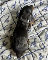 Rubble (ticking/roaning pattern) , a male Miniature Dachshund for sale in Wasco, CA – 6 of 6