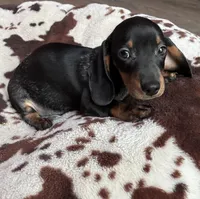 Rubble (roan), a male Miniature Dachshund for sale in Wasco, CA – 3 of 7
