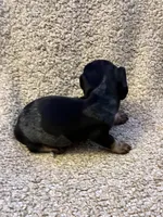 Benny (Extreme Ticking/ Roaning Pattern), a male Miniature Dachshund for sale in Wasco, CA – 5 of 9