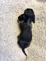 Benny (Extreme Ticking/ Roaning Pattern), a male Miniature Dachshund for sale in Wasco, CA – 9 of 9