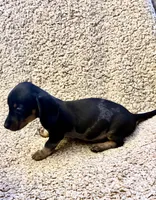 Benny (Extreme Ticking/ Roaning Pattern), a male Miniature Dachshund for sale in Wasco, CA – 7 of 9