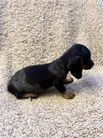 Benny (Extreme Ticking/ Roaning Pattern), a male Miniature Dachshund for sale in Wasco, CA – 6 of 9