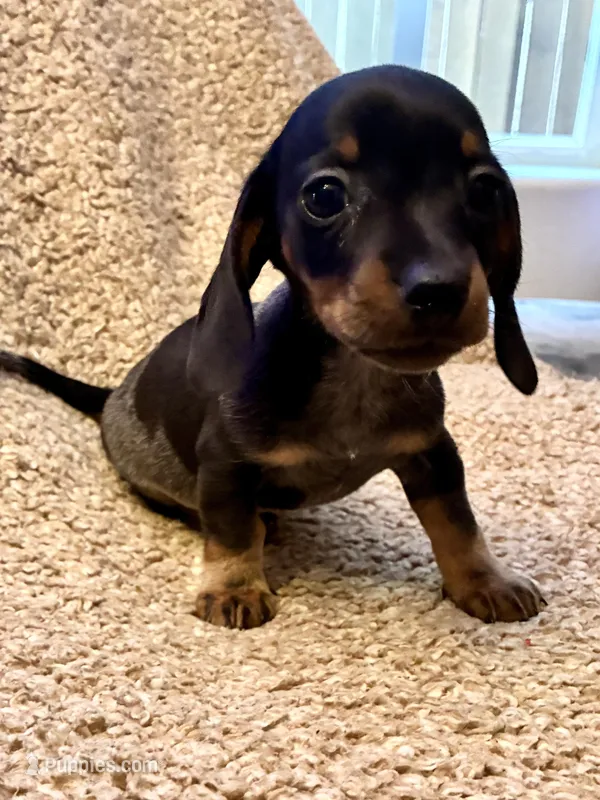 Benny (Extreme Ticking/ Roaning Pattern) – Miniature Dachshund puppy for sale in Wasco, CA