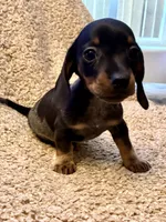 Benny (Extreme Ticking/ Roaning Pattern), a male Miniature Dachshund for sale in Wasco, CA – 3 of 9