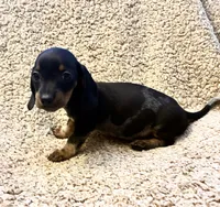 Benny (Extreme Ticking/ Roaning Pattern), a male Miniature Dachshund for sale in Wasco, CA – 4 of 9