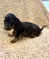 Benny (Extreme Ticking/ Roaning Pattern), a male Miniature Dachshund for sale in Wasco, CA – 8 of 9