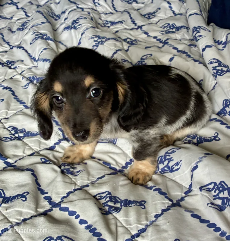 Preston (TINY) long hair – Miniature Dachshund puppy for sale in Wasco, CA
