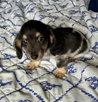 Preston (TINY) long hair, a male Miniature Dachshund for sale in Wasco, CA – 1 of 5