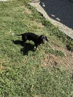 Rubble, a male Miniature Dachshund for sale in Wasco, CA – 2 of 9