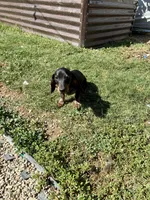 Rubble, a male Miniature Dachshund for sale in Wasco, CA – 9 of 9