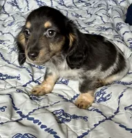 Preston (TINY) long hair, a male Miniature Dachshund for sale in Wasco, CA – 2 of 5