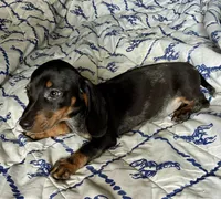 Rubble (ticking/roaning pattern) , a male Miniature Dachshund for sale in Wasco, CA – 2 of 6