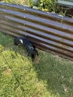 Rubble, a male Miniature Dachshund for sale in Wasco, CA – 7 of 9