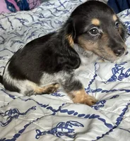 Preston (TINY) long hair, a male Miniature Dachshund for sale in Wasco, CA – 3 of 5
