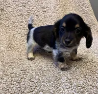 Preston (TINY), a male Miniature Dachshund for sale in Wasco, CA – 5 of 10